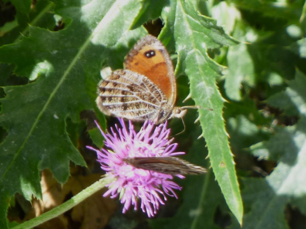 Erebia montana